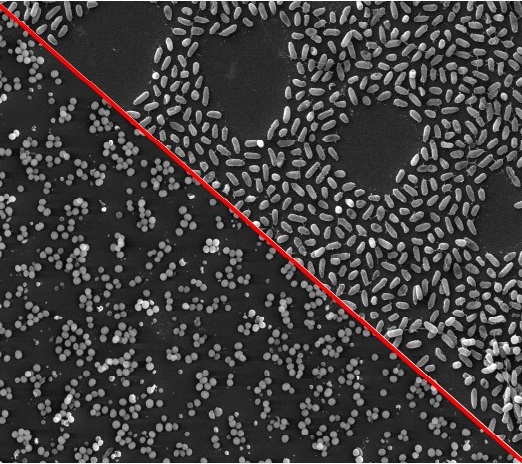 Can microbes team up against us?