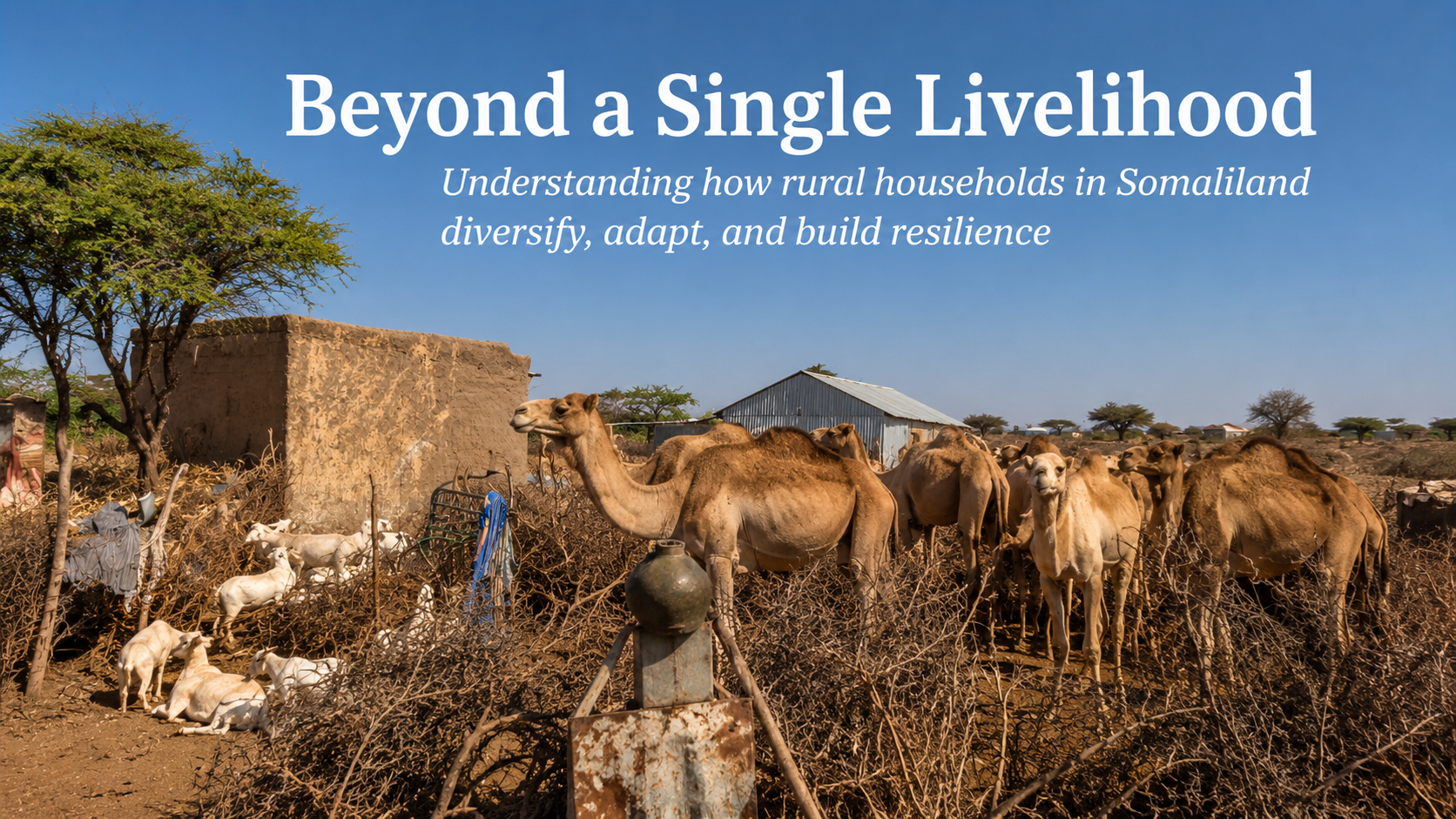 Beyond a Single Livelihood: Understanding How Rural Households in Somaliland Navigate Drought and Economic Uncertainty