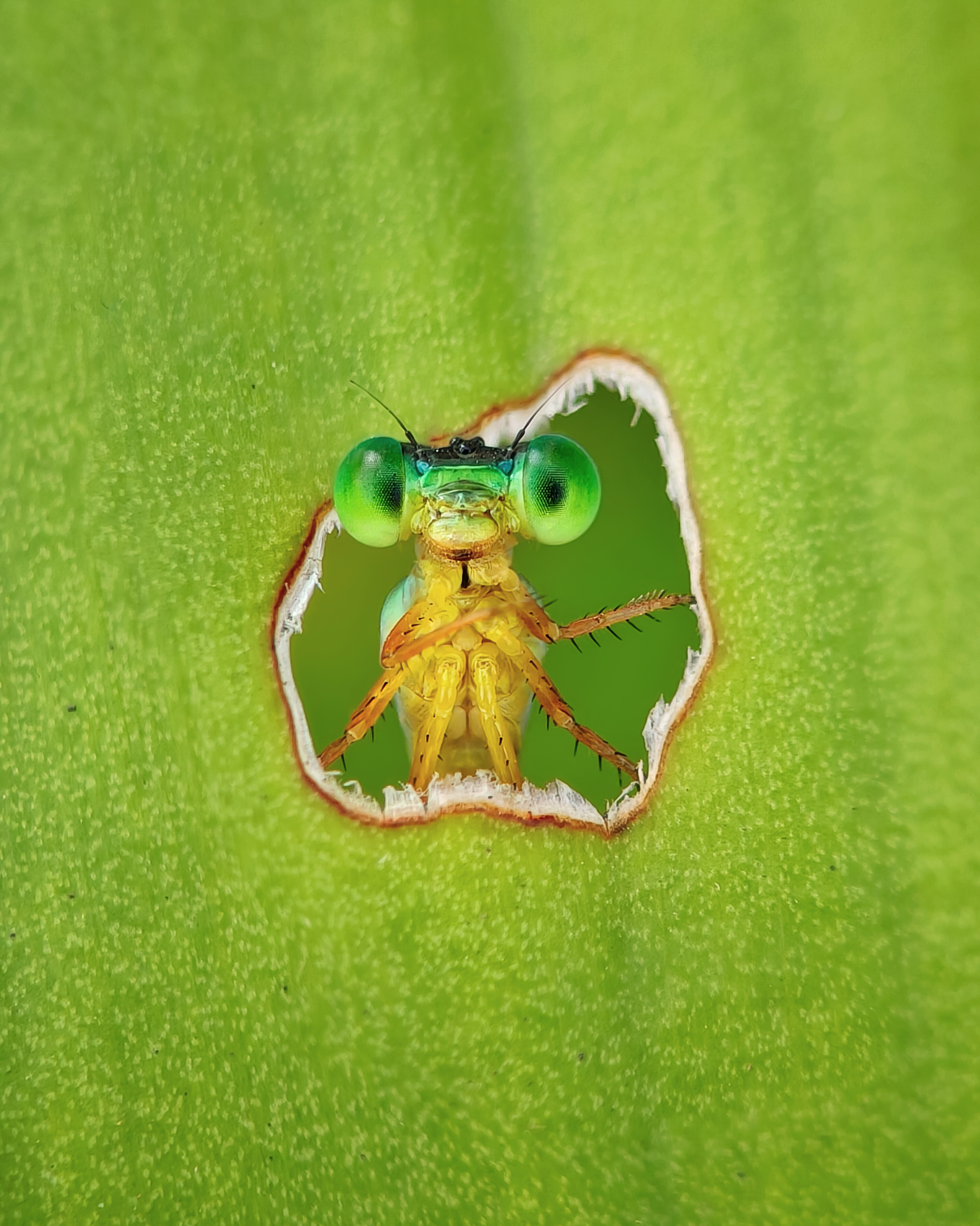 2026 BMC Ecology and Evolution and BMC Zoology Image Competition: The Winning Images