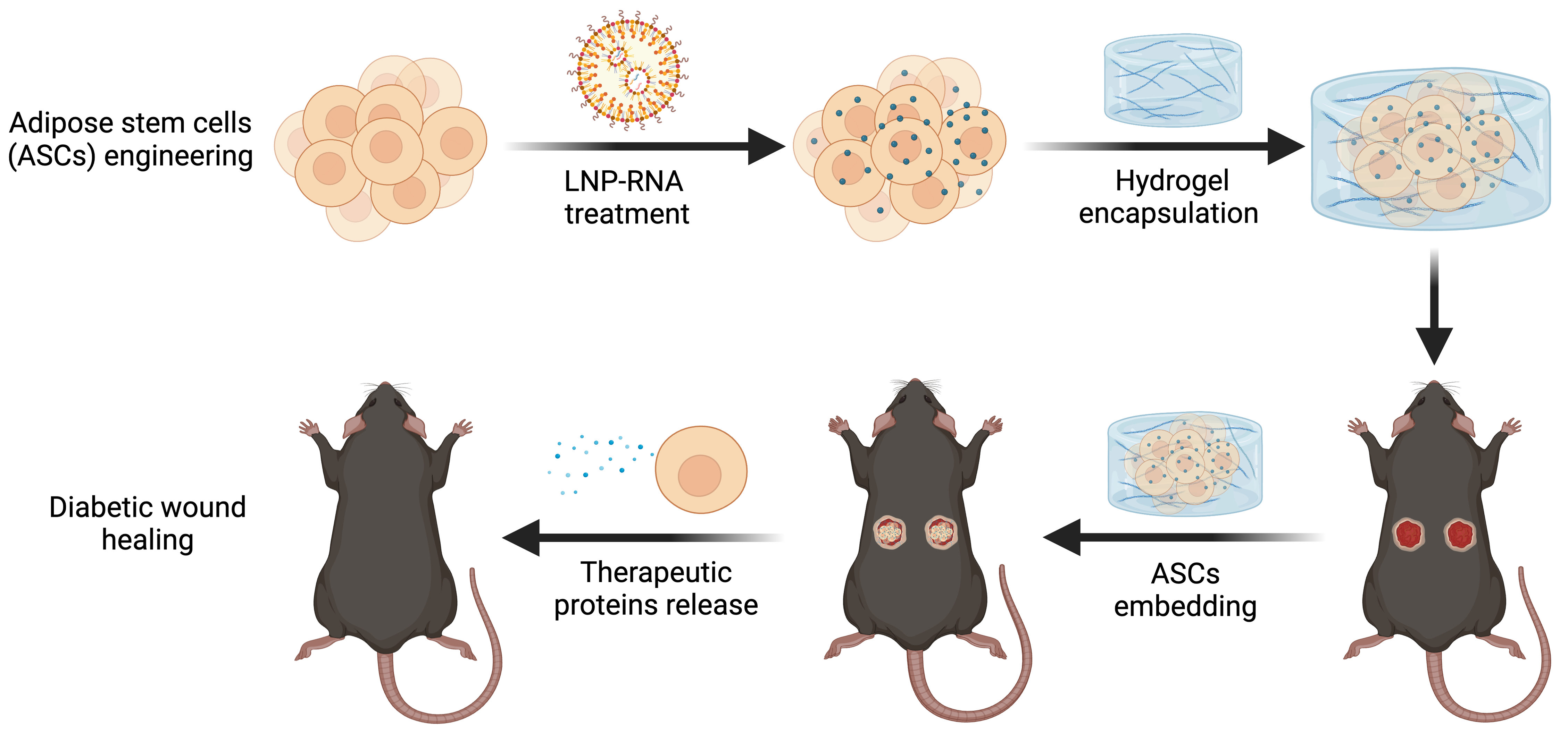 LNP-RNA-engineered adipose stem cells for accelerated diabetic wound healing