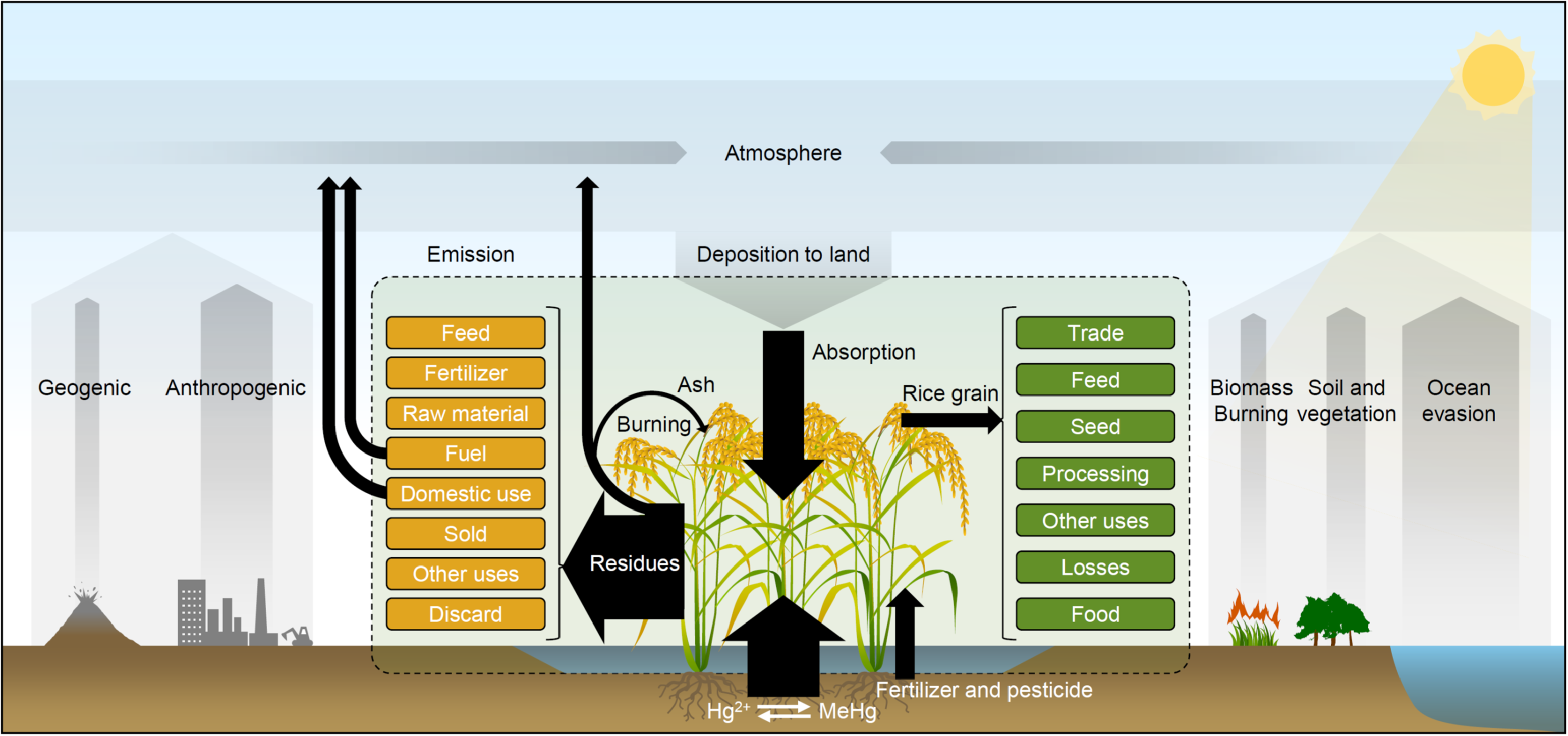 Global mercury cycle and human health: the role of rice
