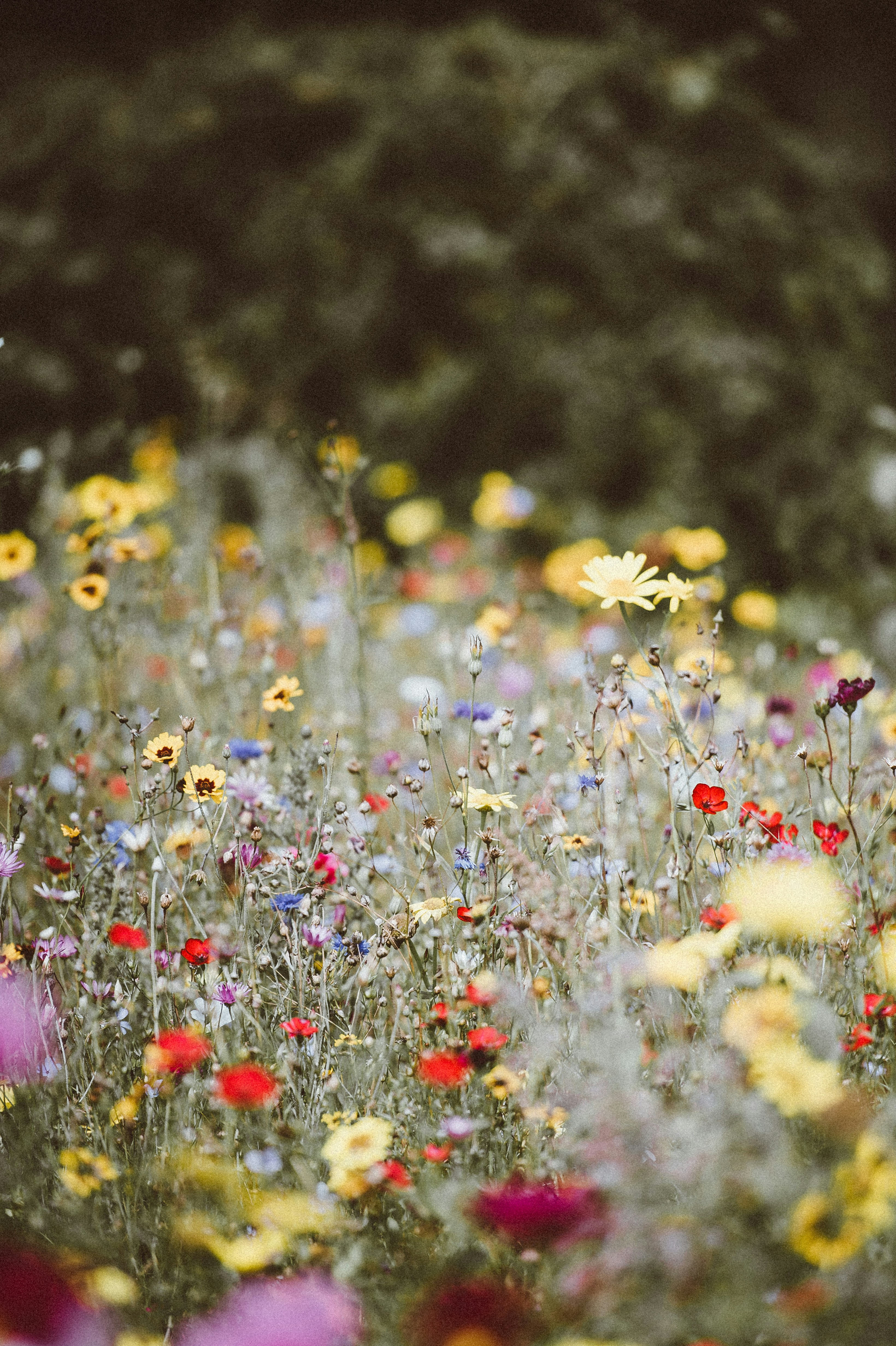 Project outline:  What are the implications for native plant species of wide scale assisted sowing as part of biodiversity management plans? 