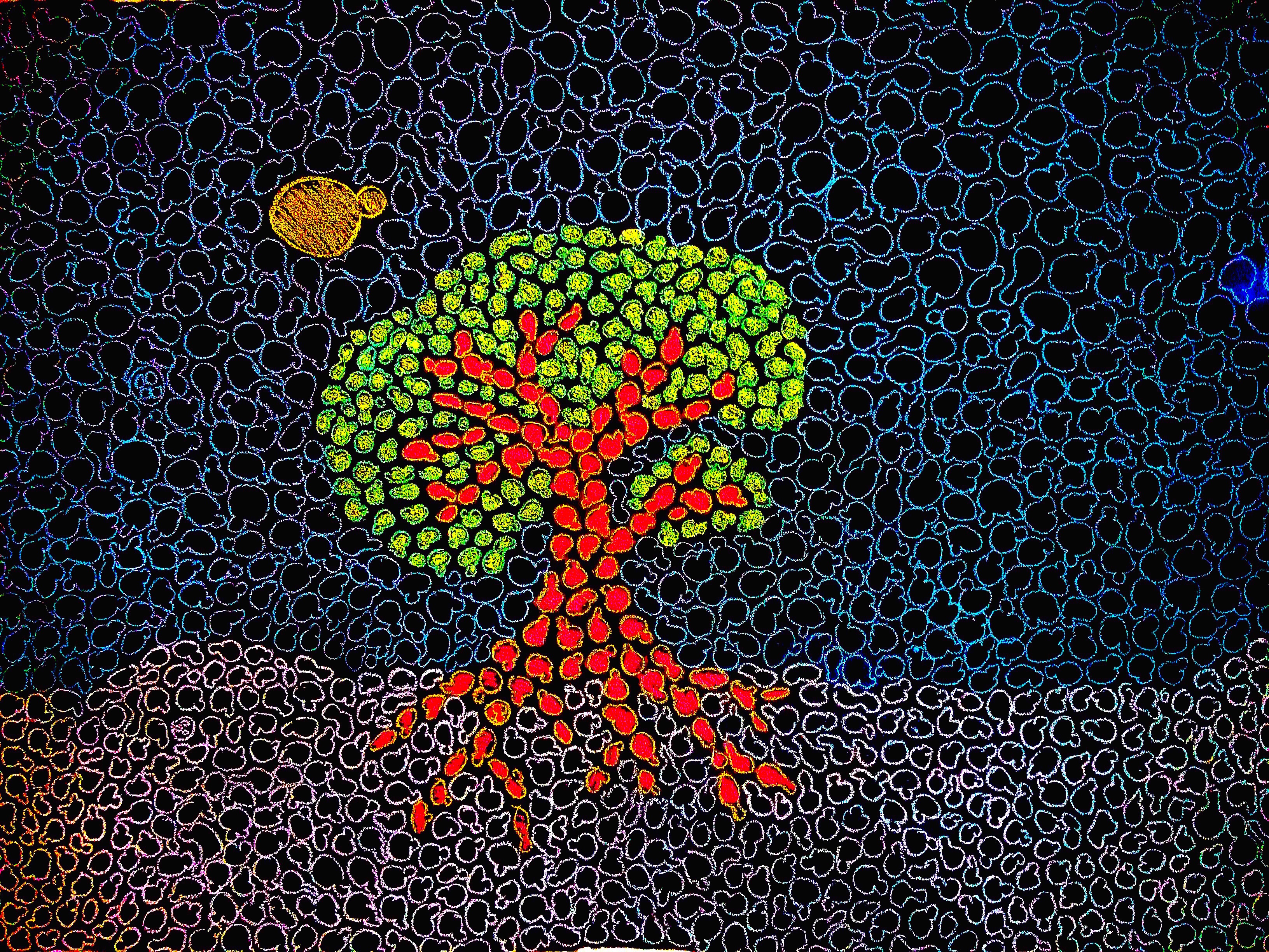 Fungal Forest