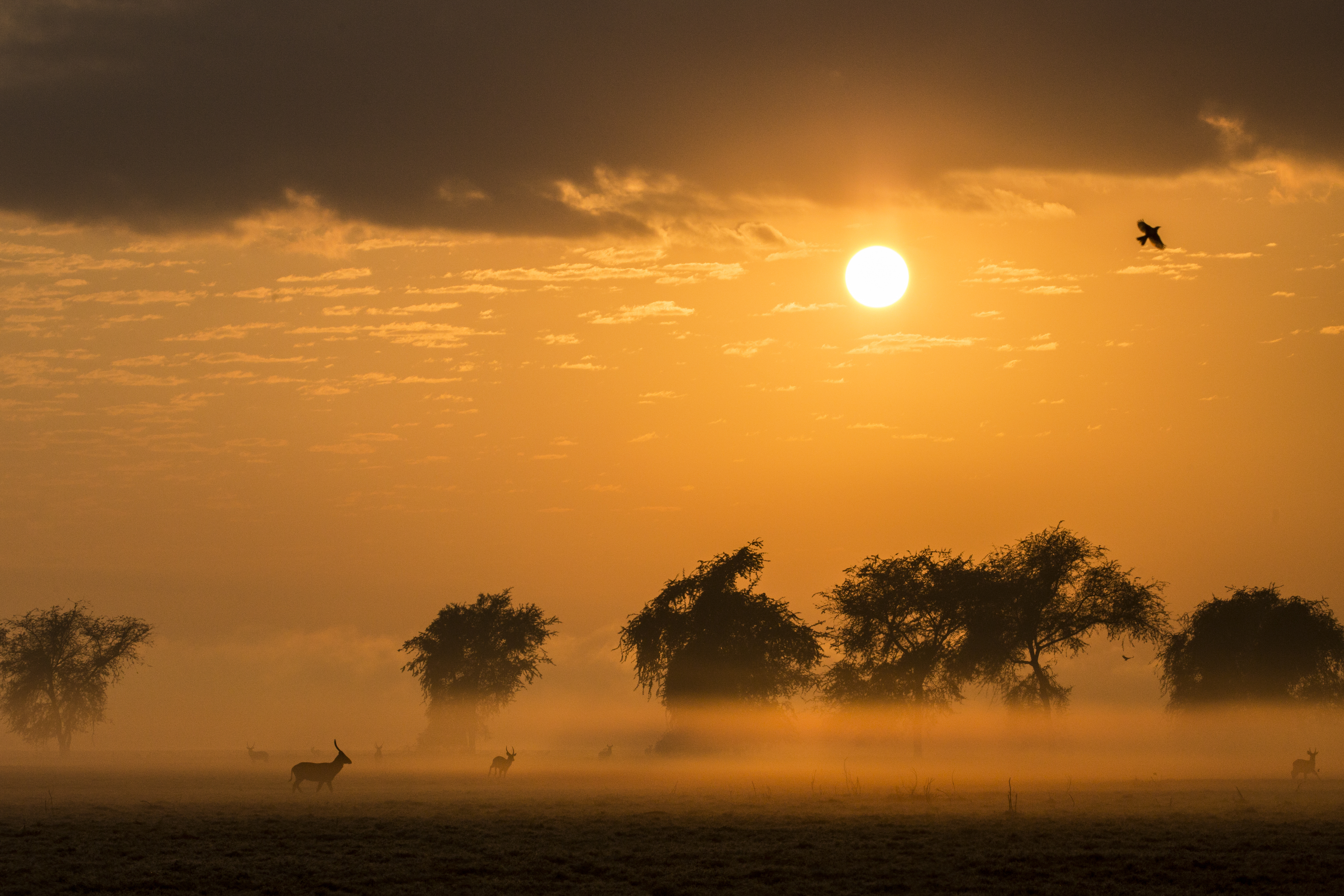 A rewilding success story in Gorongosa National Park