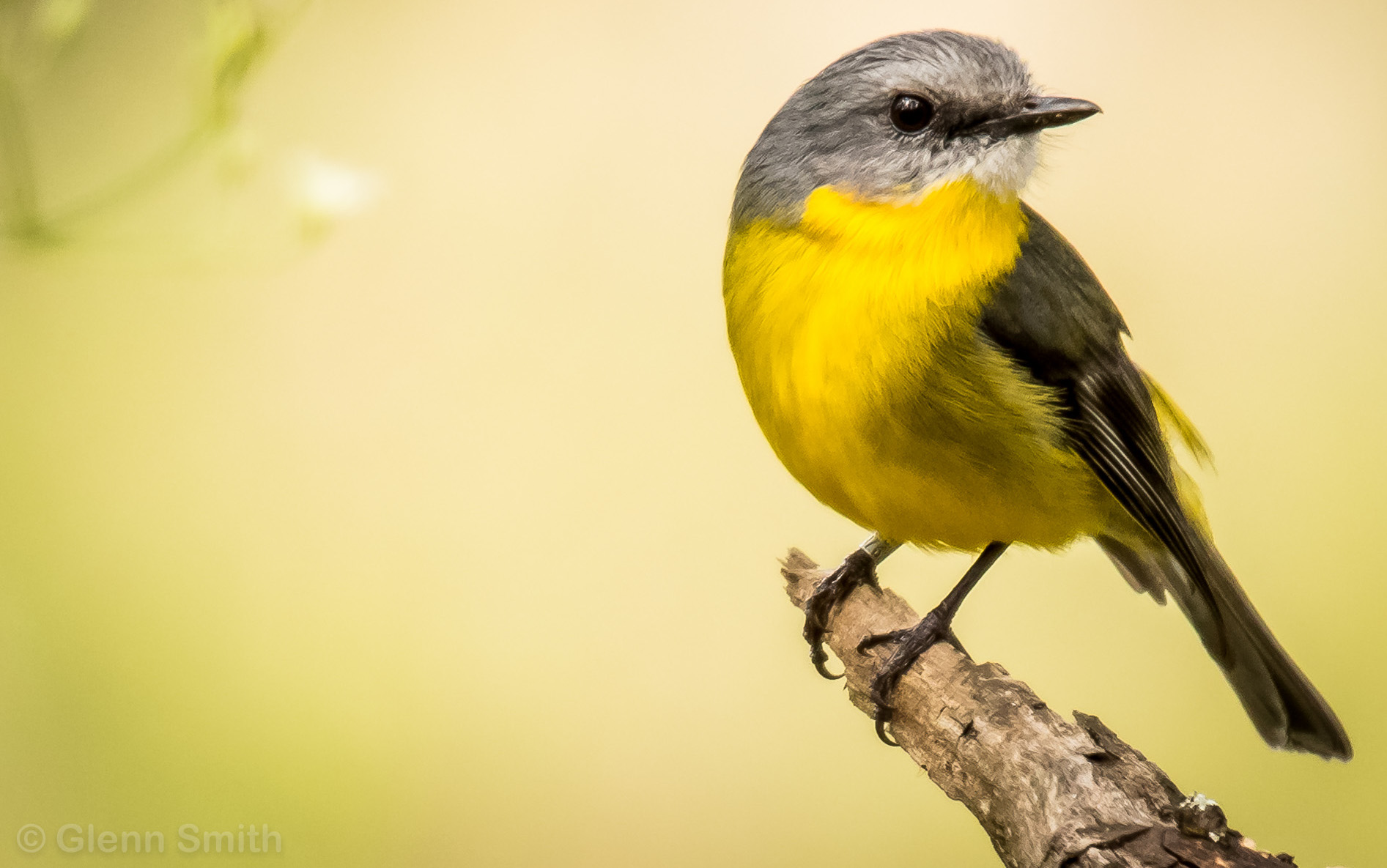 Mitochondrial-nuclear co-evolution underlies adaptive divergence in the Eastern Yellow Robin 