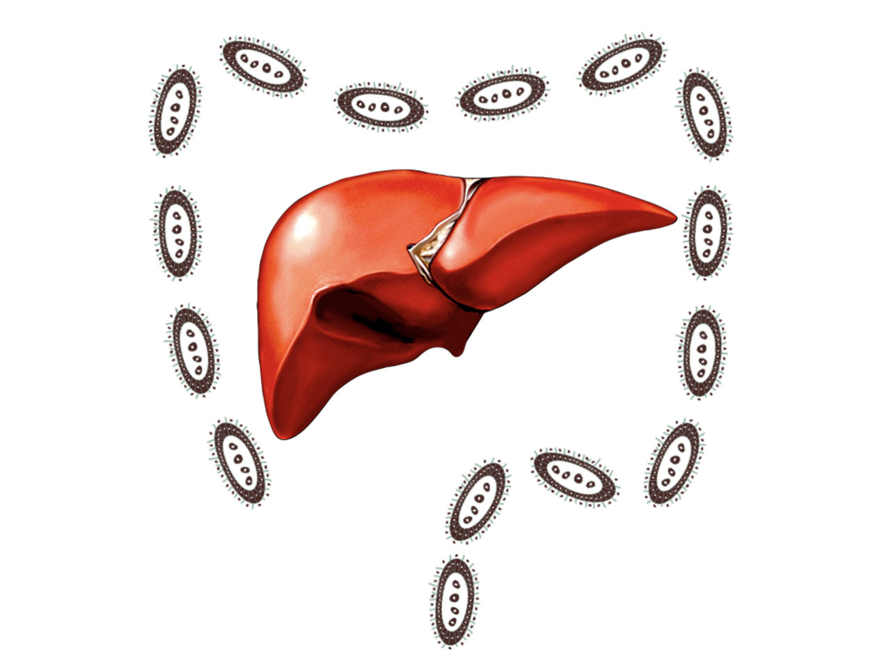 Piecing It All Together  — microbial drivers of the gut-liver axis