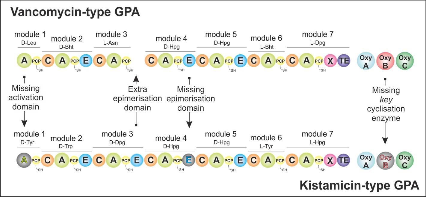 The story of kistamicin - diversity in glycopeptide antibiotic biosynthesis