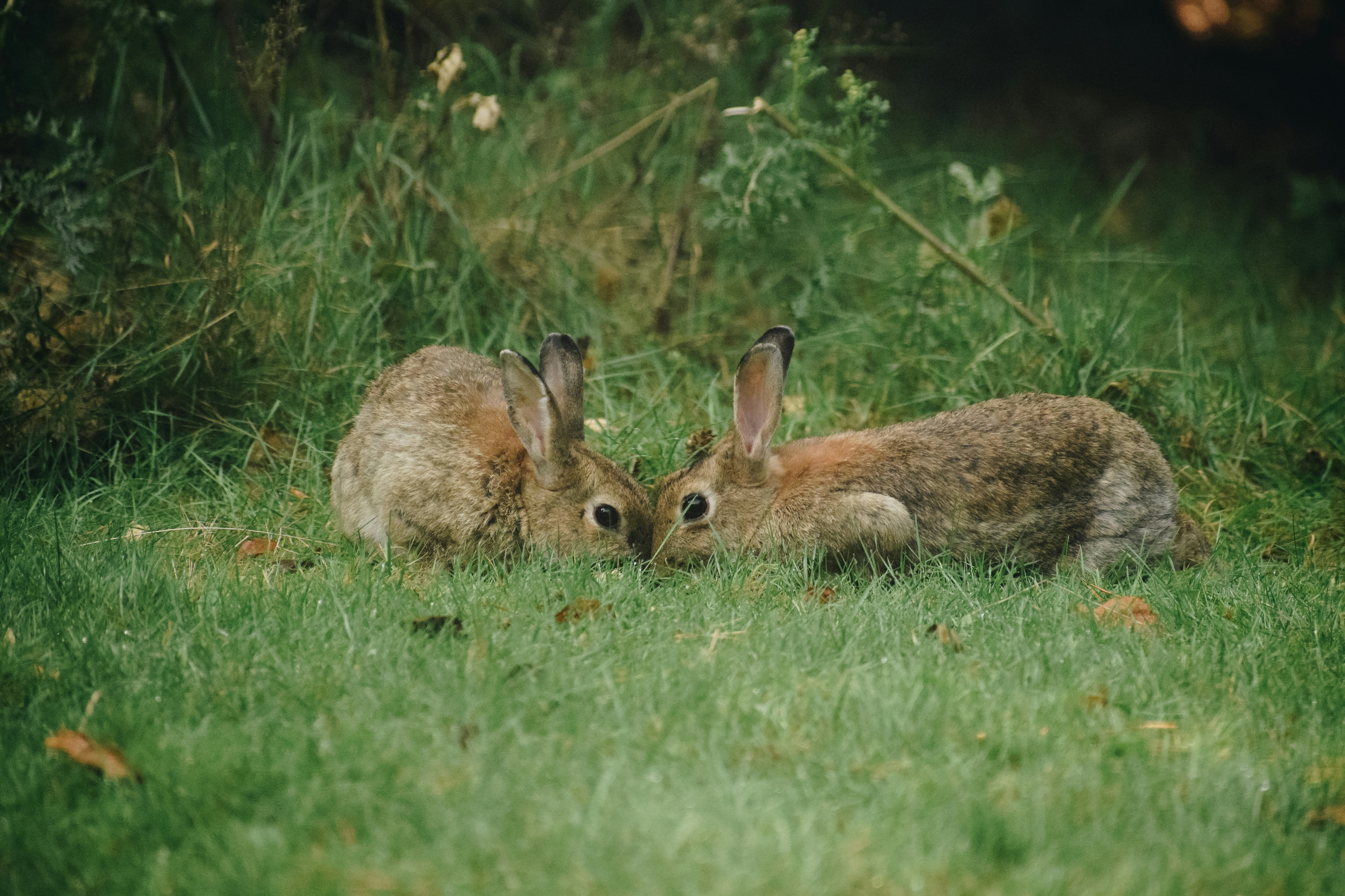 WildHub Social Reminders - How To Join in!