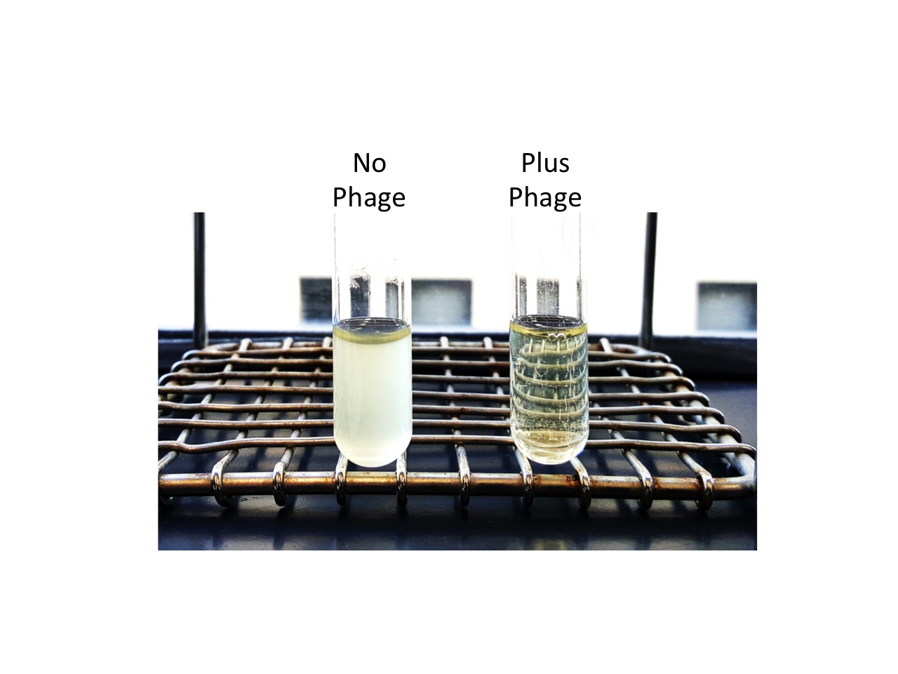 A phage cocktail protects from cholera