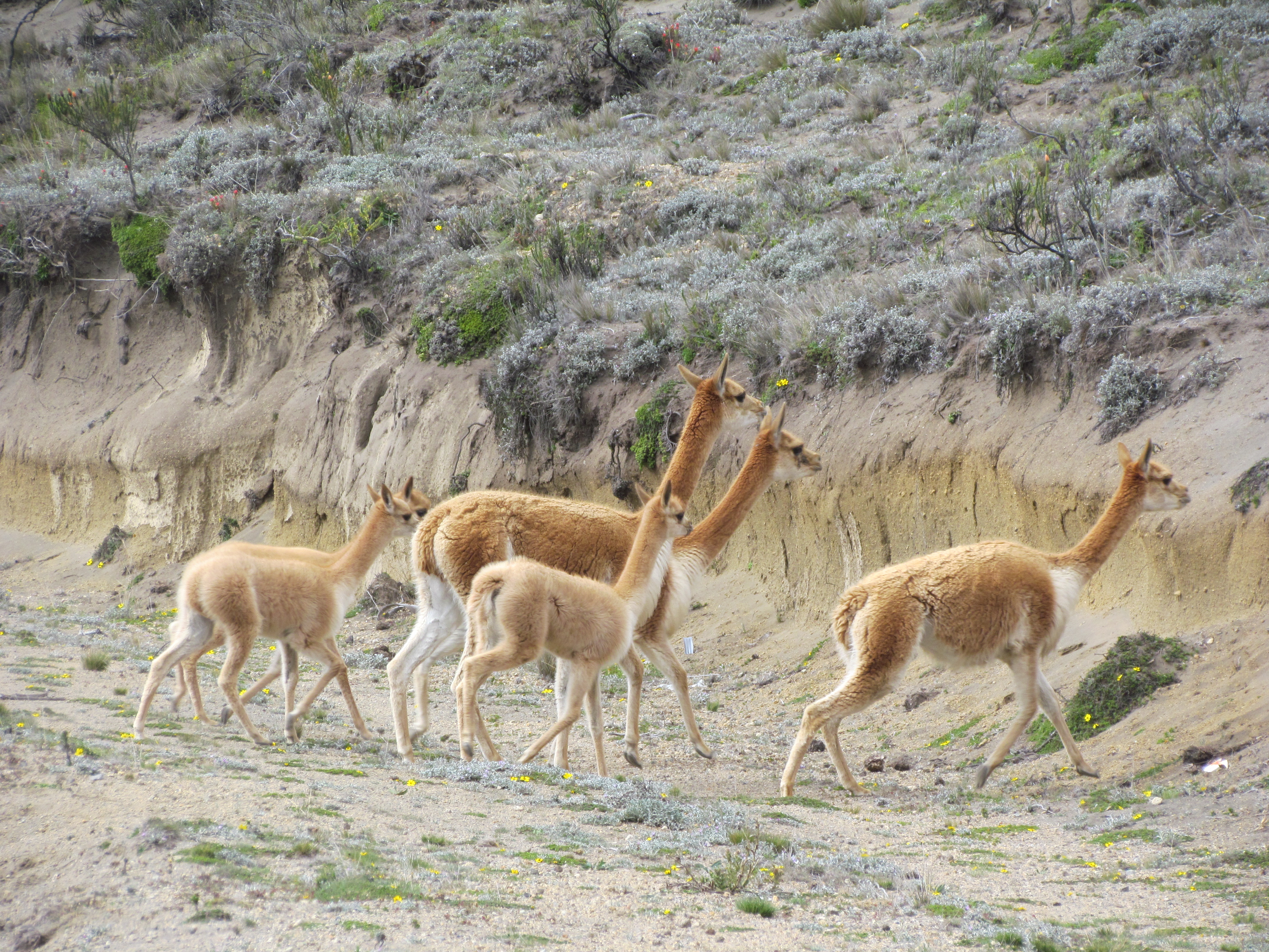 A history of the Ecuadorian vicuña