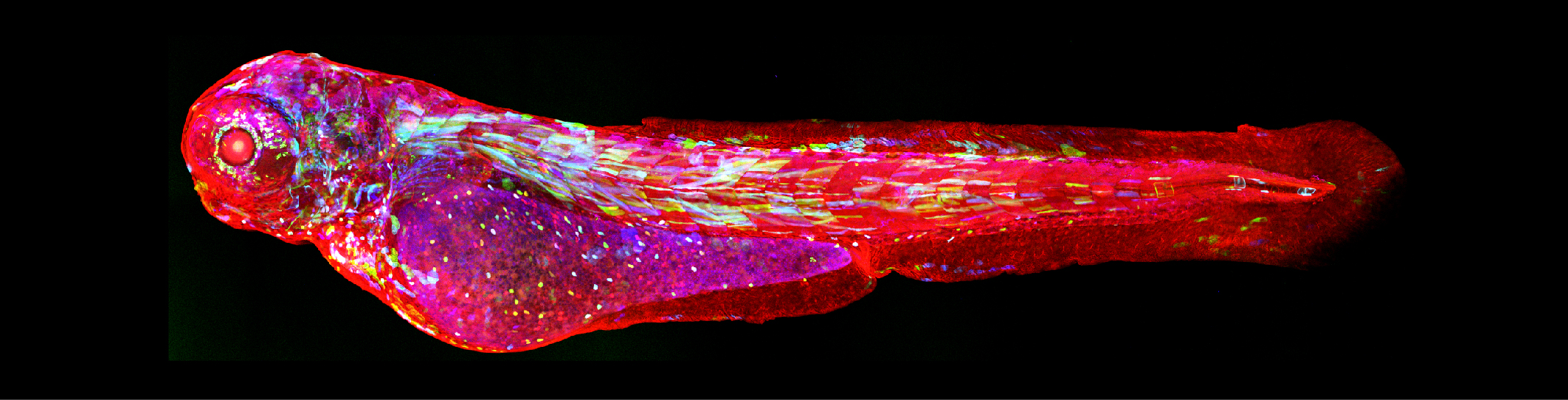 RecVs for in vivo targeted optogenomic modifications
