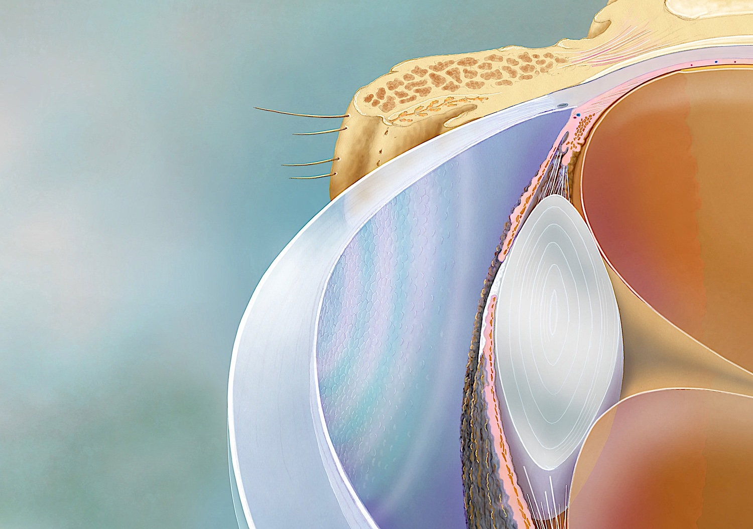 Using physics to test corneal cell quality 