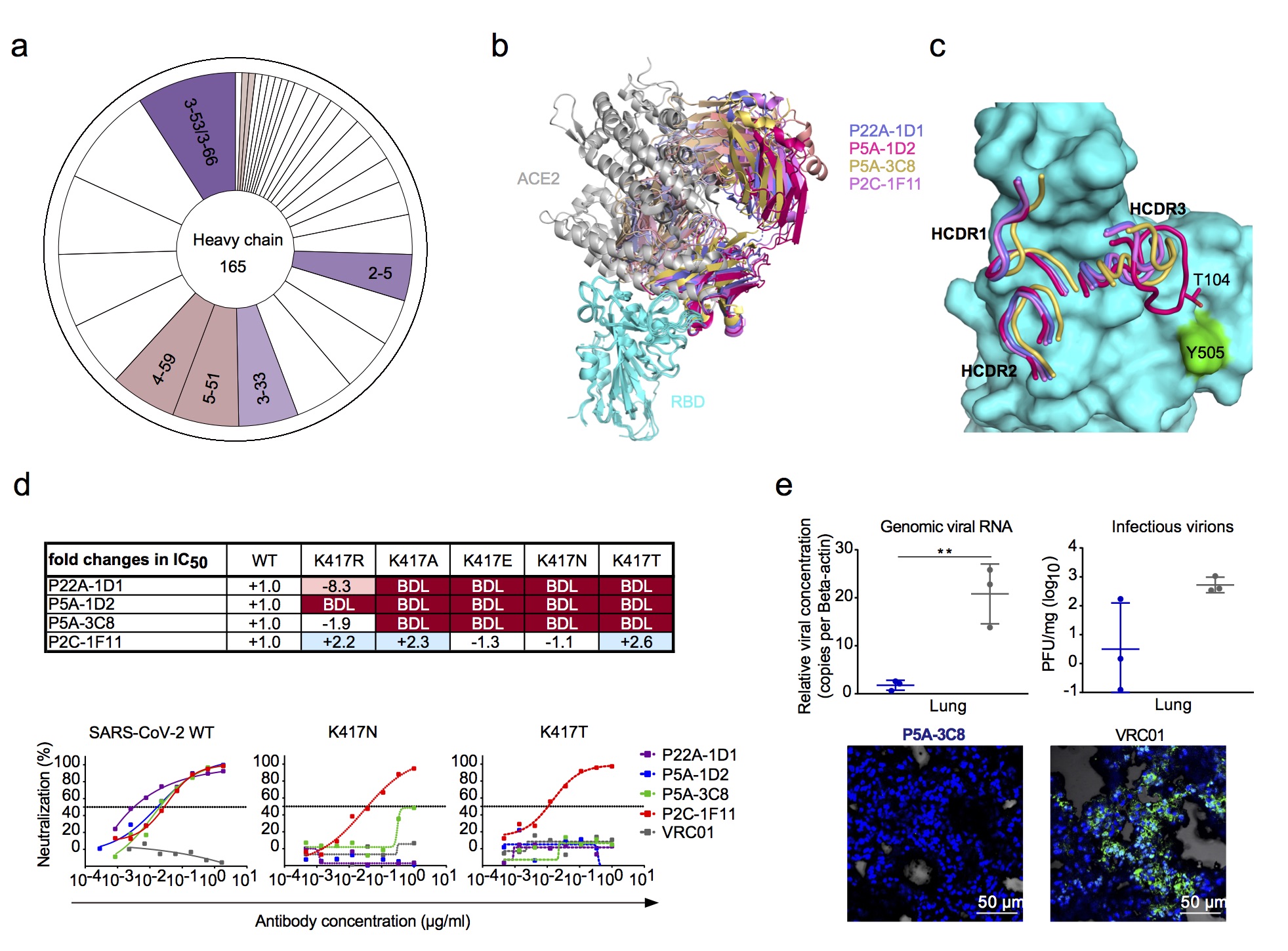 Potent IGHV3-53/3-66 public nAbs and their shared escape mutant