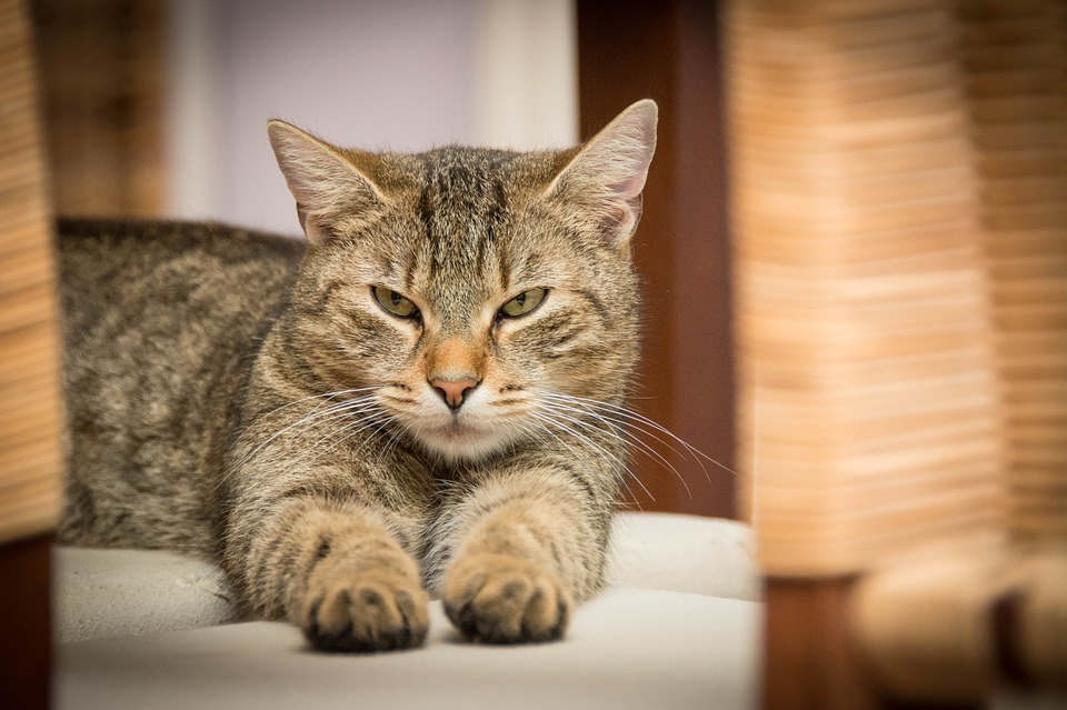 Cats have the ability to differentiate their names from other words