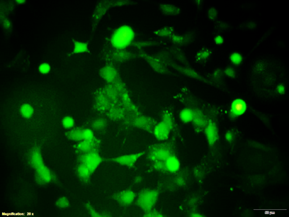 Cell-Adhesive Factors from Fungi