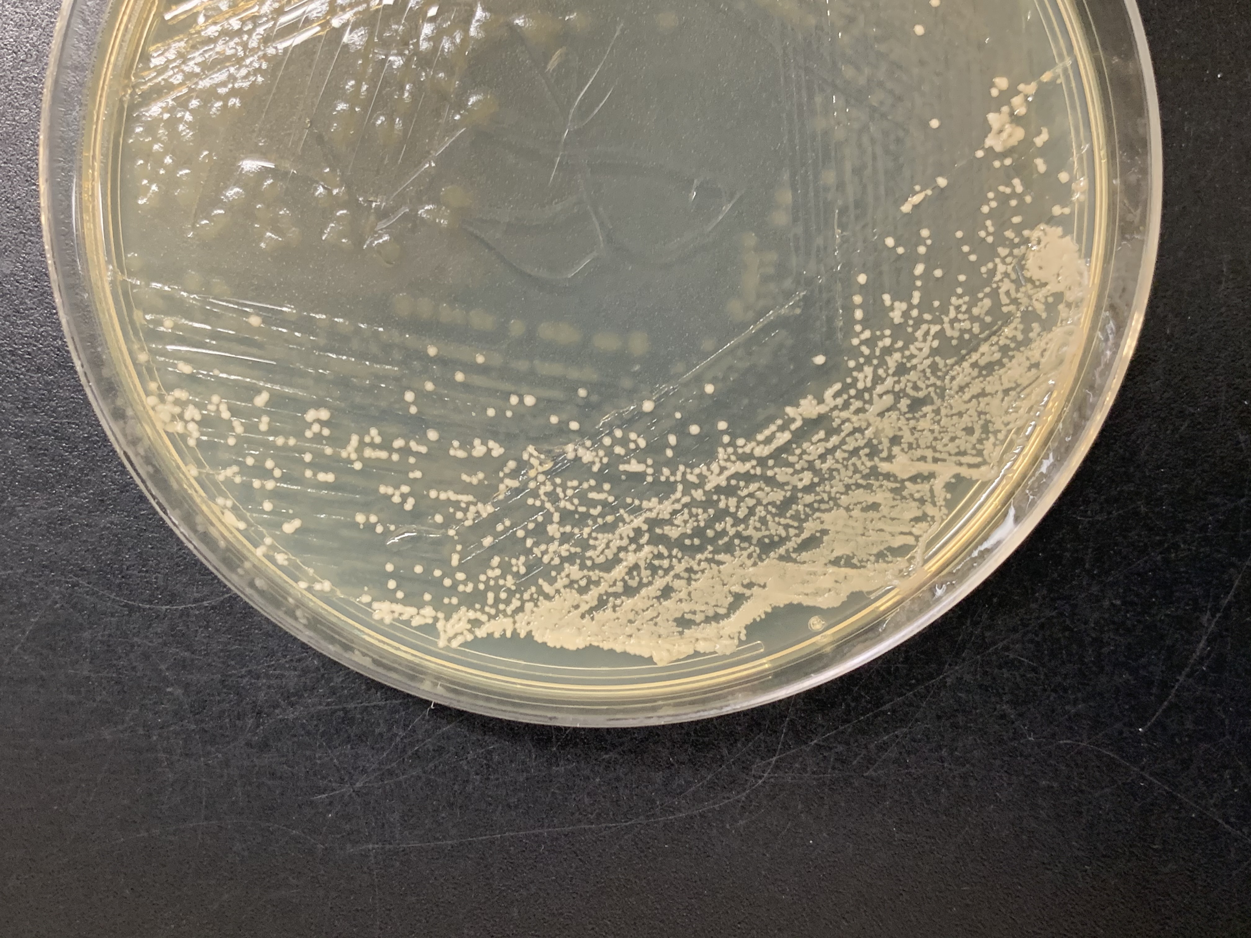 Stuck in the middle with you: Coevolution in microbes