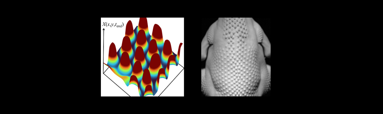 How the leopard got its spots: Revisiting Turing’s Chemical Basis of Morphogenesis