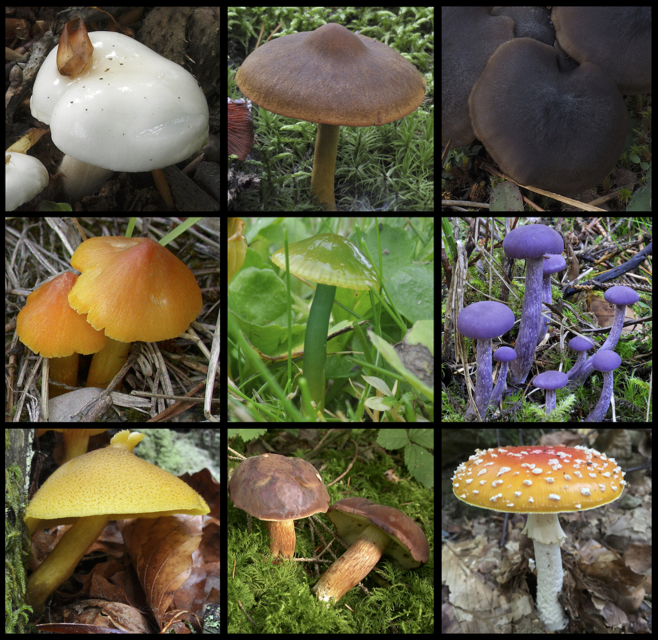 Why some mushrooms are darker than others