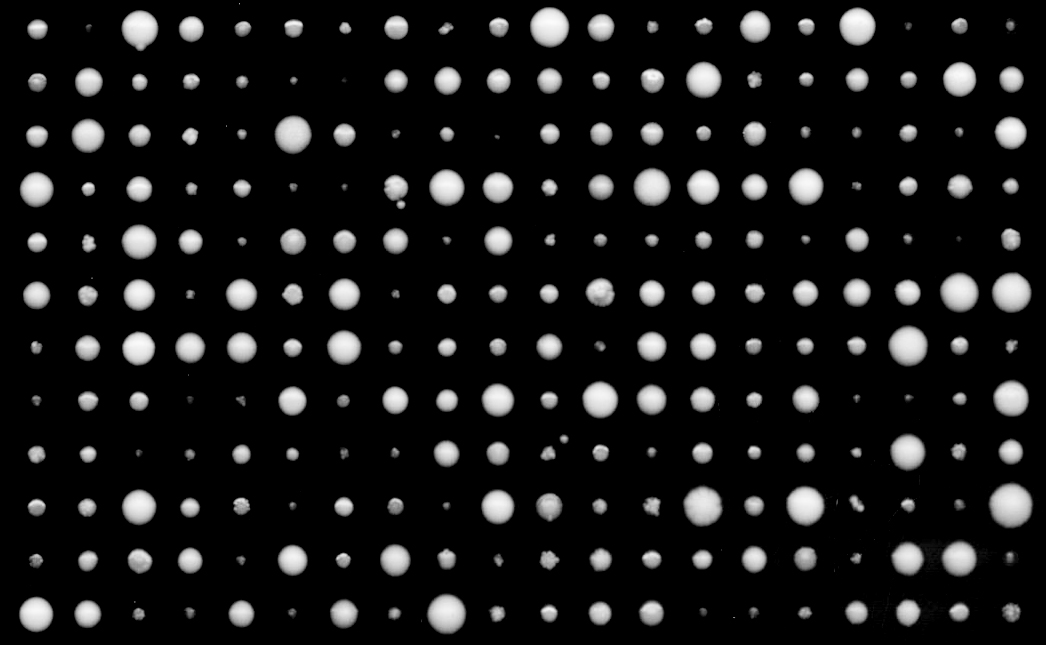 Domestication and genome evolution under the light of 1,011 yeast natural isolates