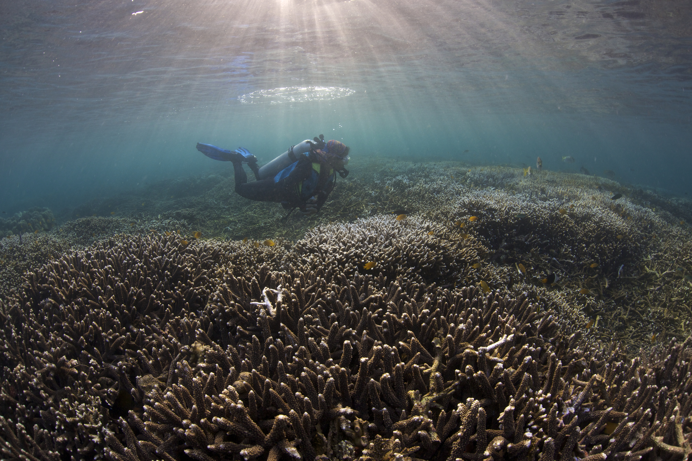 This Friday - Anna and the Thresher Shark - Free Film Screening and Live Q and A 