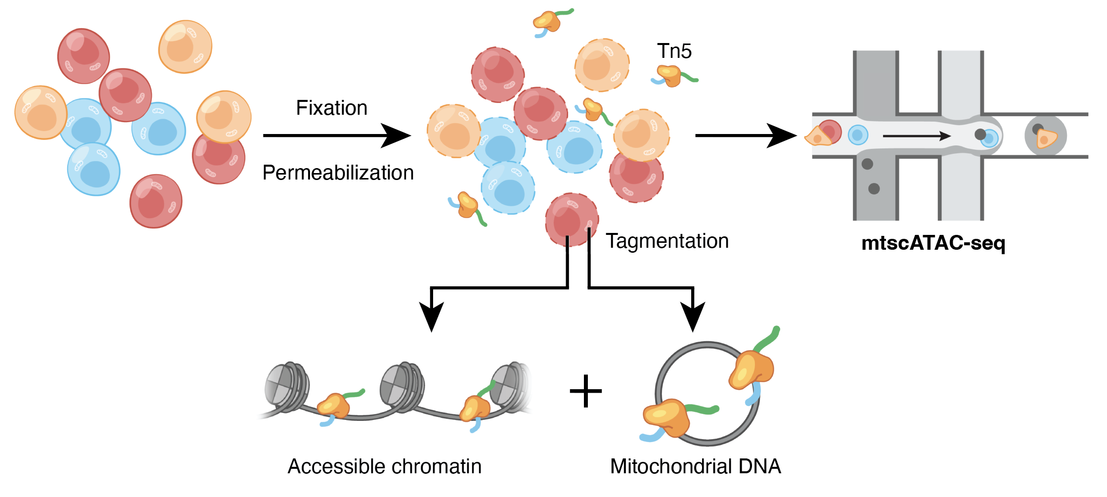 Mitochondrial single-cell multi-omics for lineage tracing and mitochondrial genetics