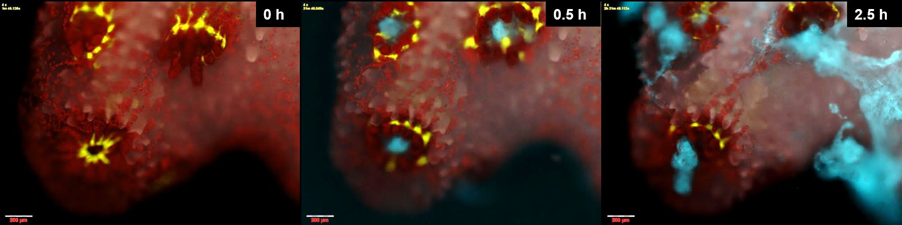 Corals practice social distancing to avoid infection