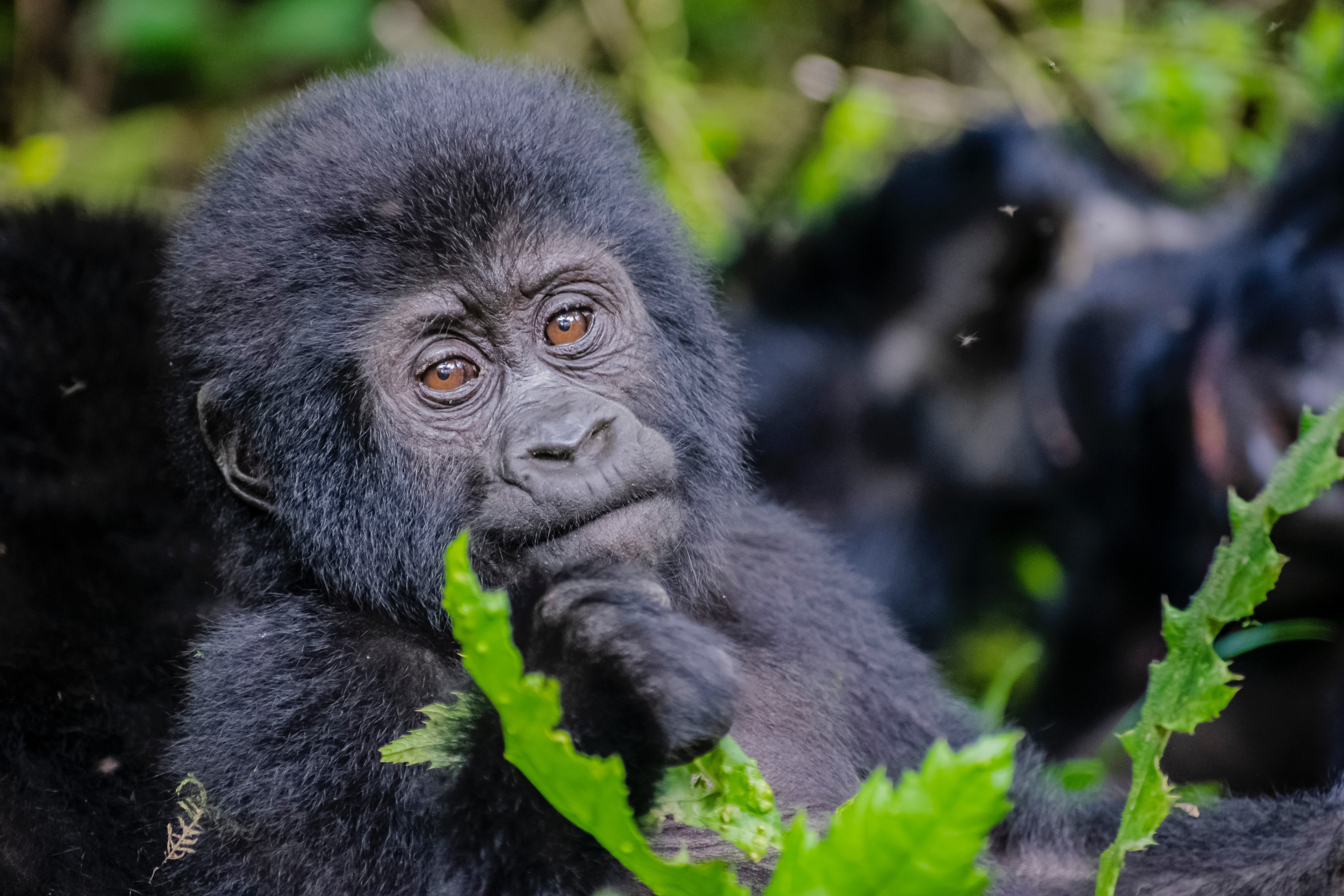 Hello from Rwanda