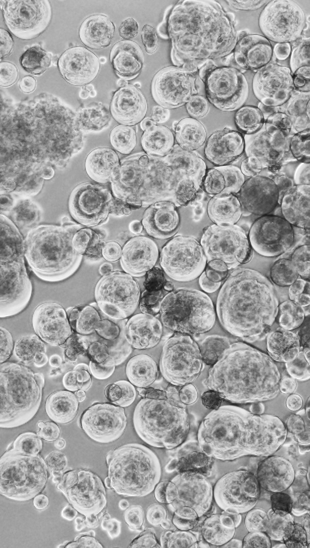  Platform for isolation and characterization of SARS-CoV-2 variants enables rapid characterisation of Omicron in Australia