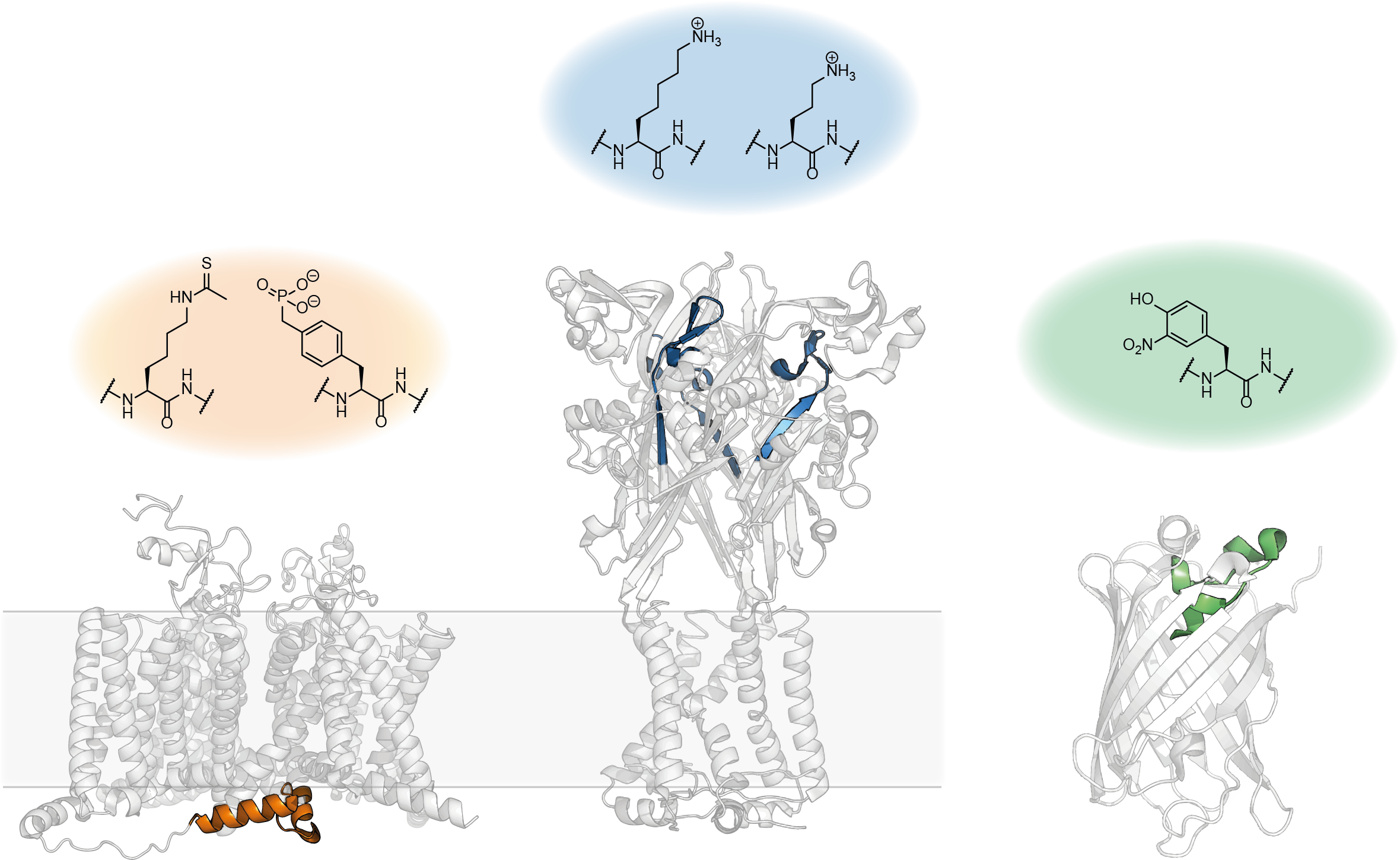 Decorating proteins with chemical modifications using split inteins