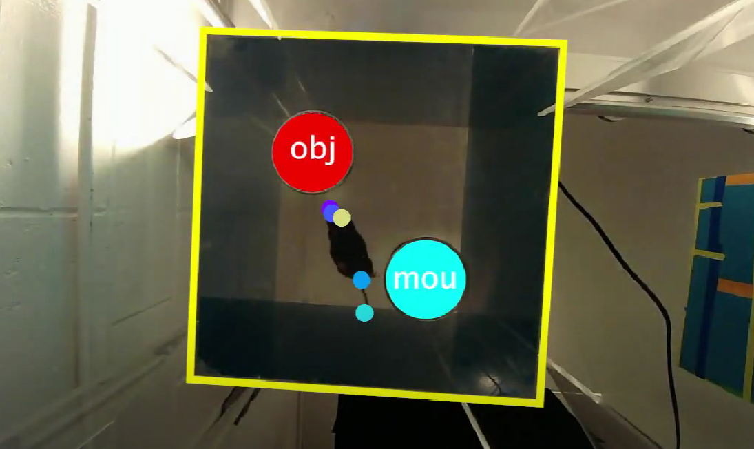 Project Outline: The Effect of ELS on mice movement and memory 