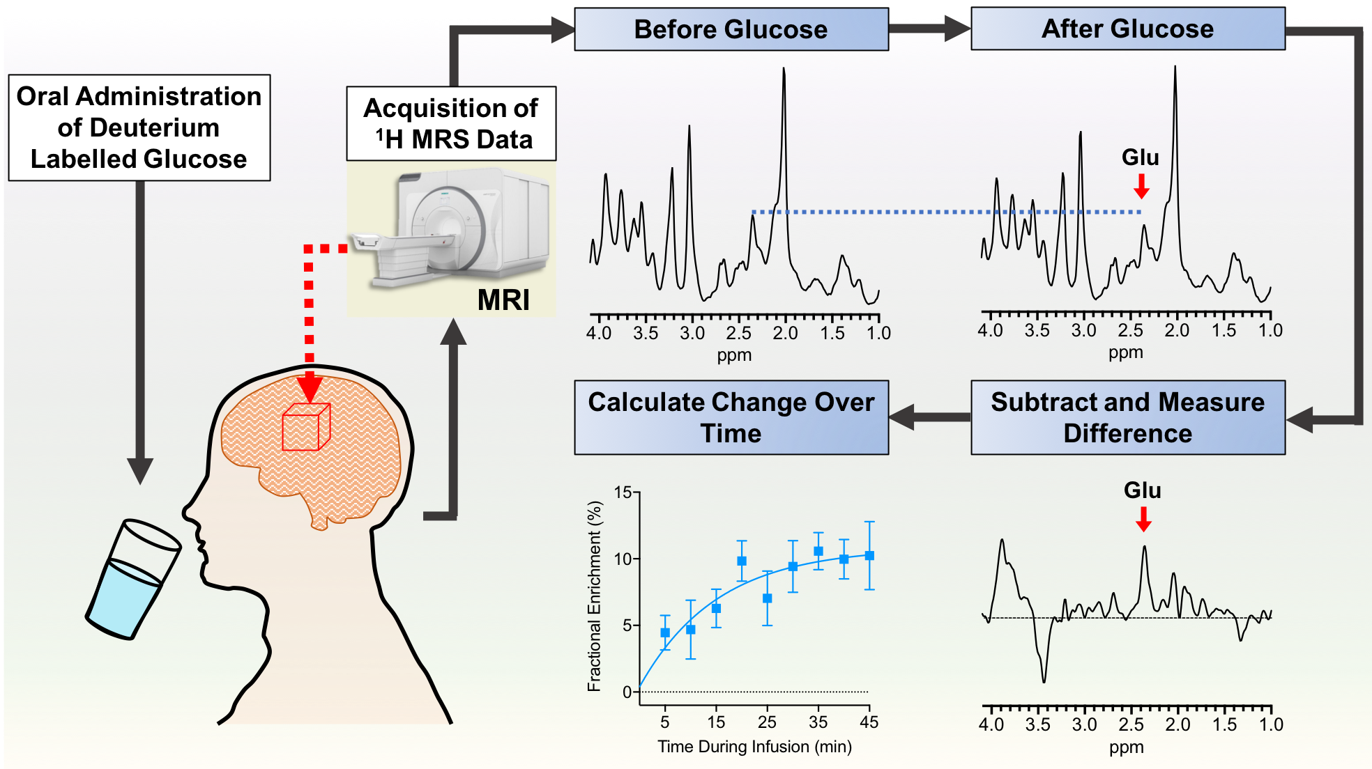 A new method based on 1H magnetic resonance spectroscopy to assess cellular metabolism