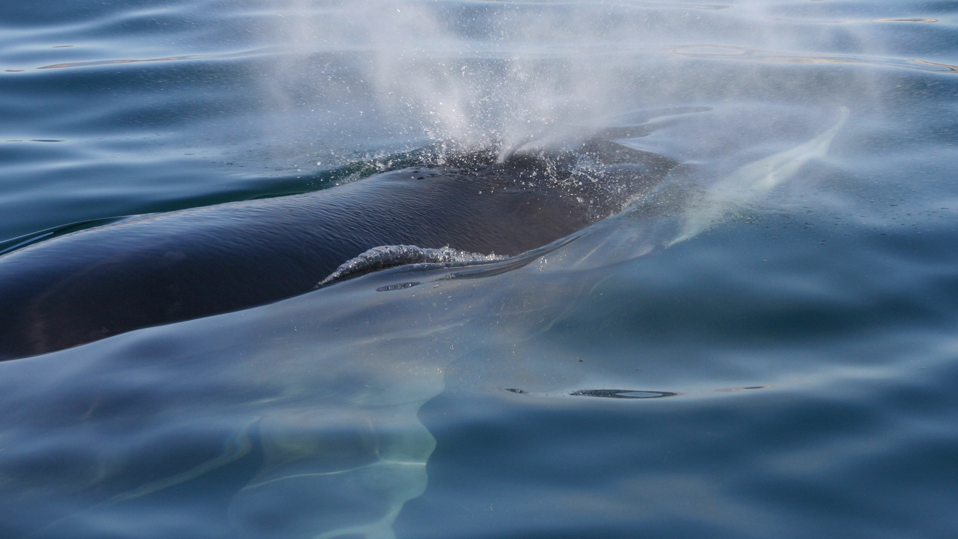 Genomic histories shaped by whaling and 16,000 years of isolation