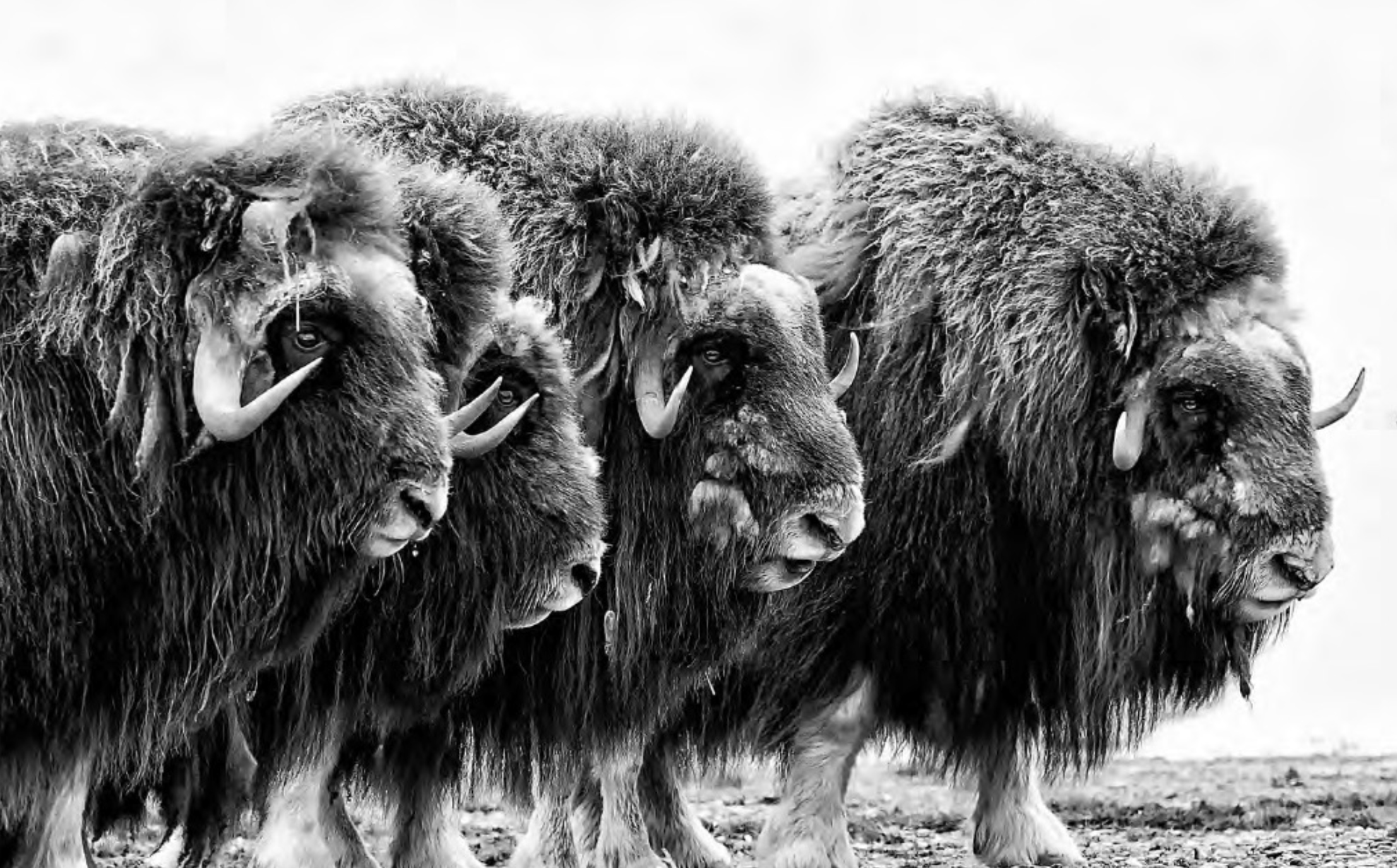 Genome assembly of a Canadian Arctic Island (Banks Island) muskox - encouraging news for conservation