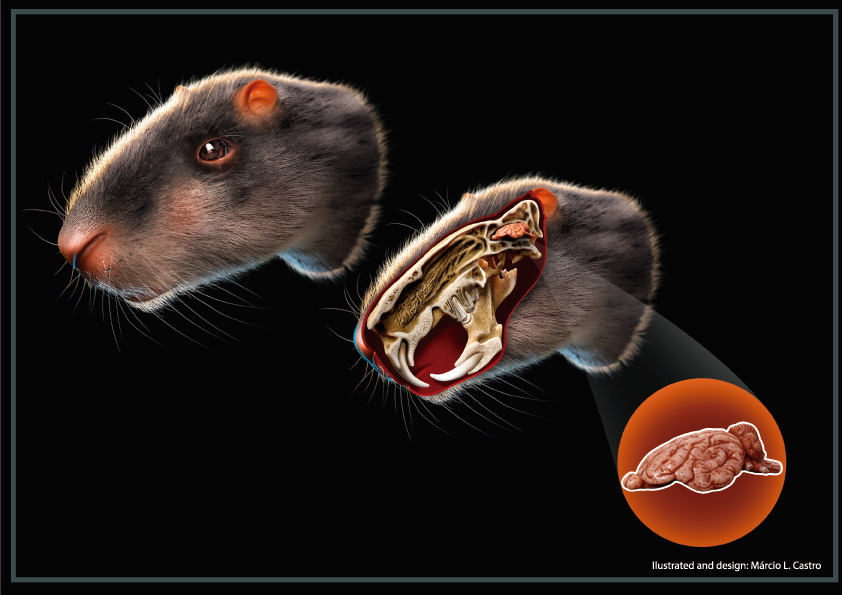 Giant extinct rodent was all brawn and little brain