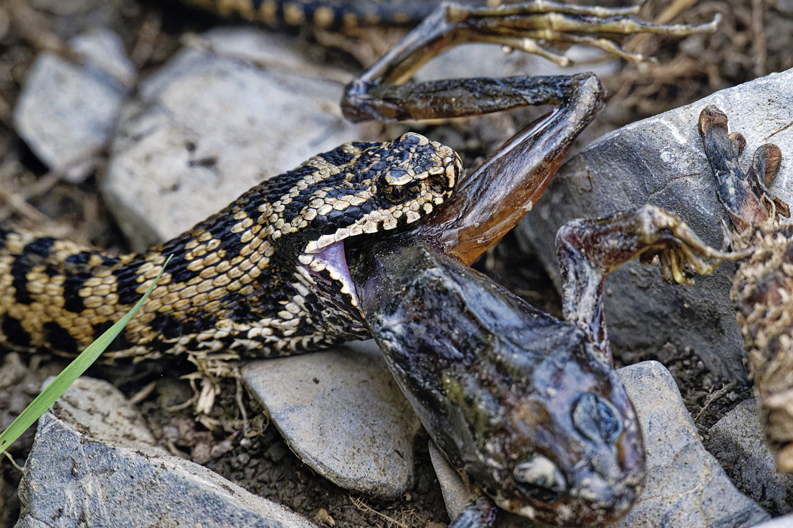 🐍 Vipers are like cats, they avoid water, which does not mean that tigers cannot swim !