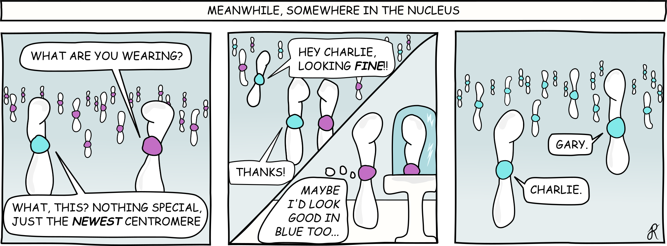 Counting Chromosomes: The Simple Idea That Unlocked the Rules Behind Centromere Evolution