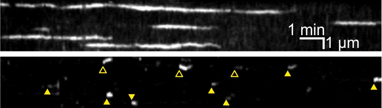 Imaging vesicle scission during endocytosis 