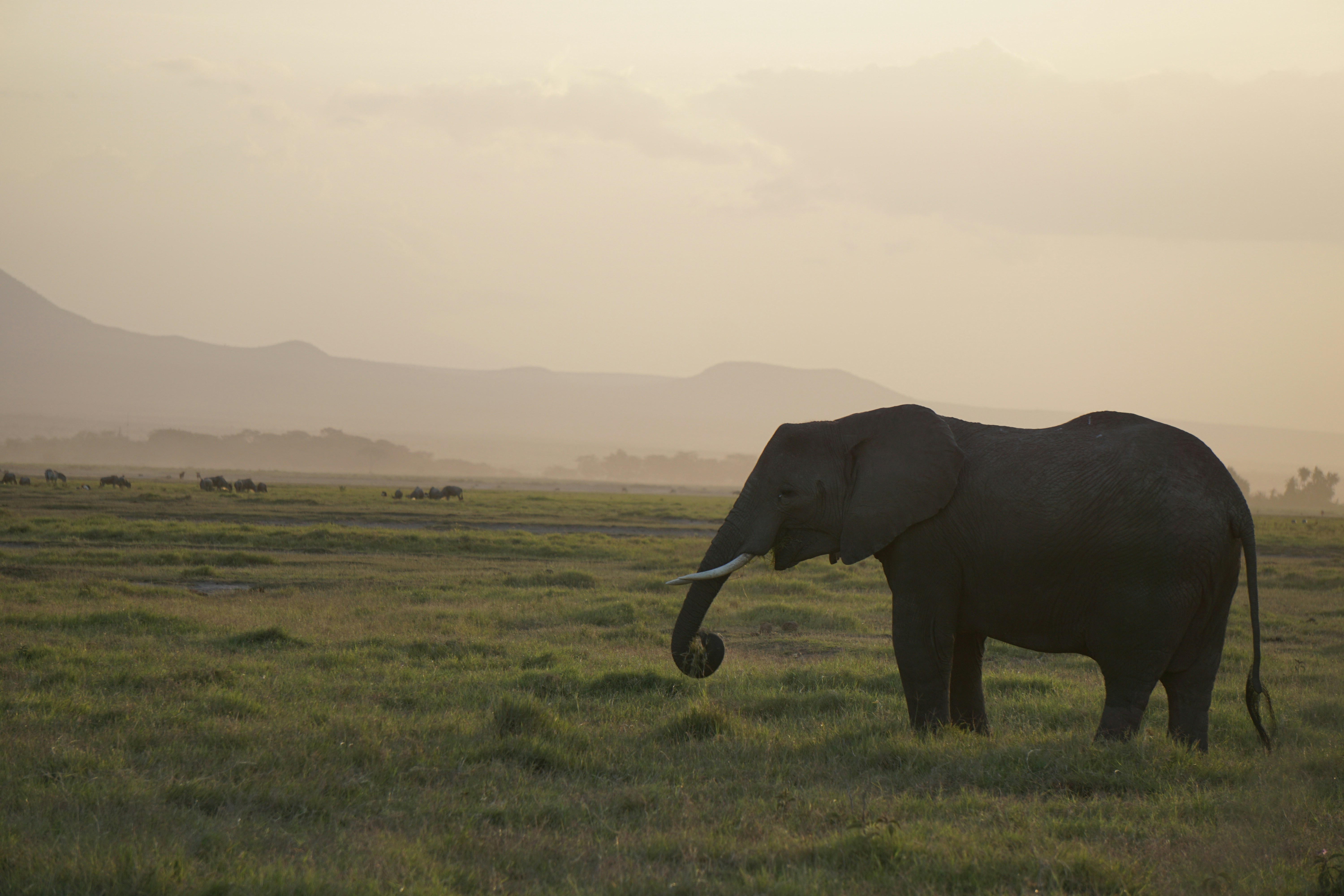 2026 Samburu Research Internship Programme with Save the Elephants