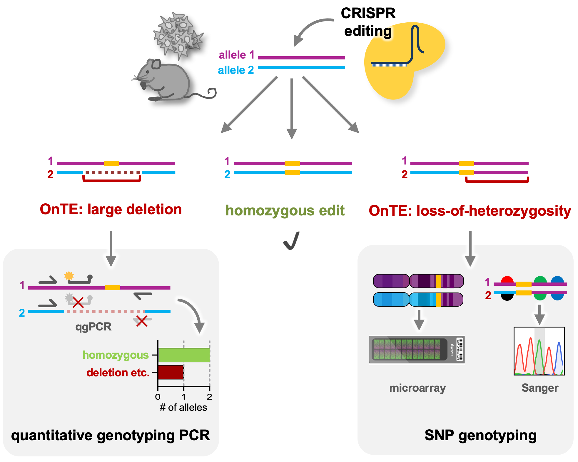 Detecting deleterious on-target effects after CRISPR editing