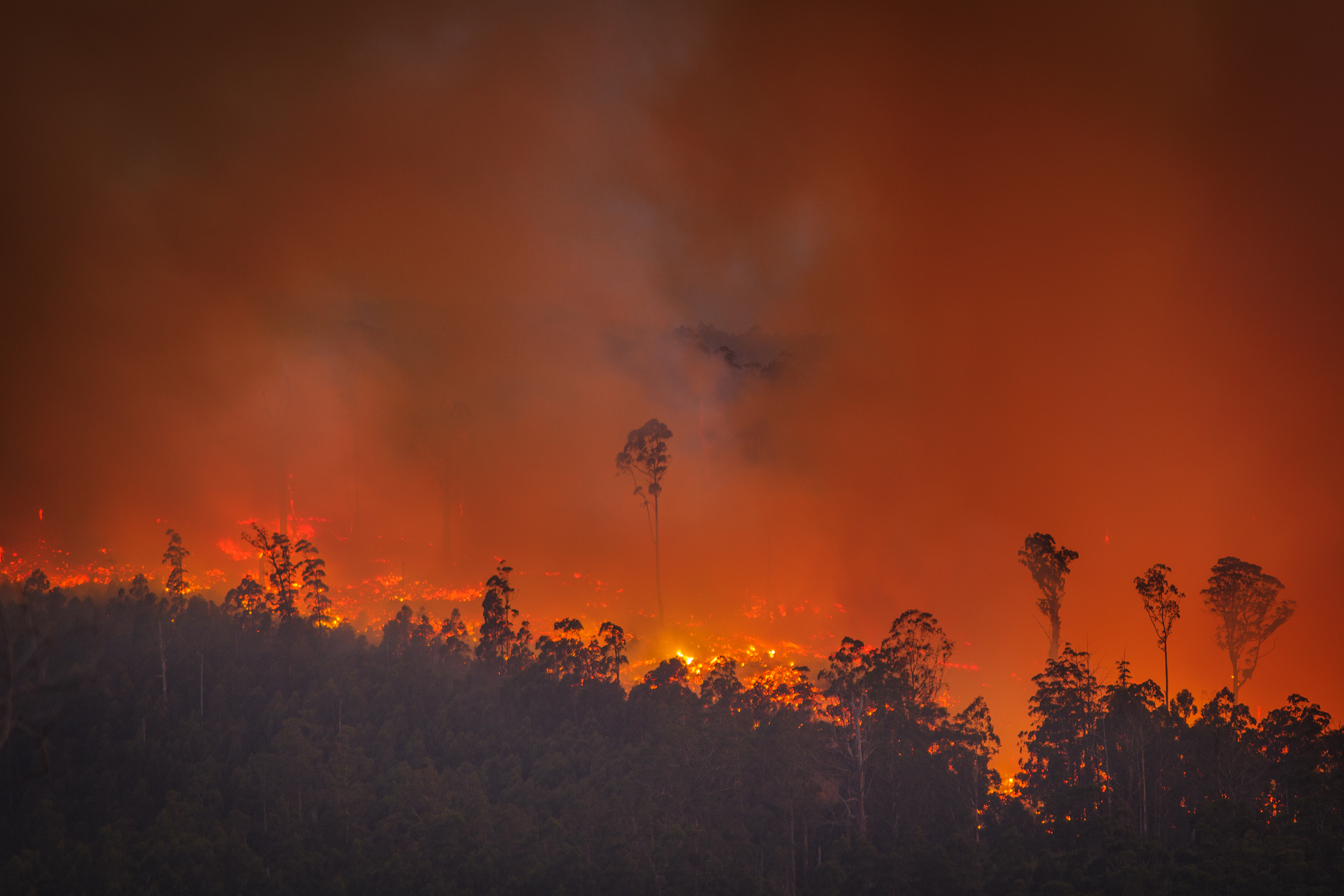 Wildfires threaten the future of timber production