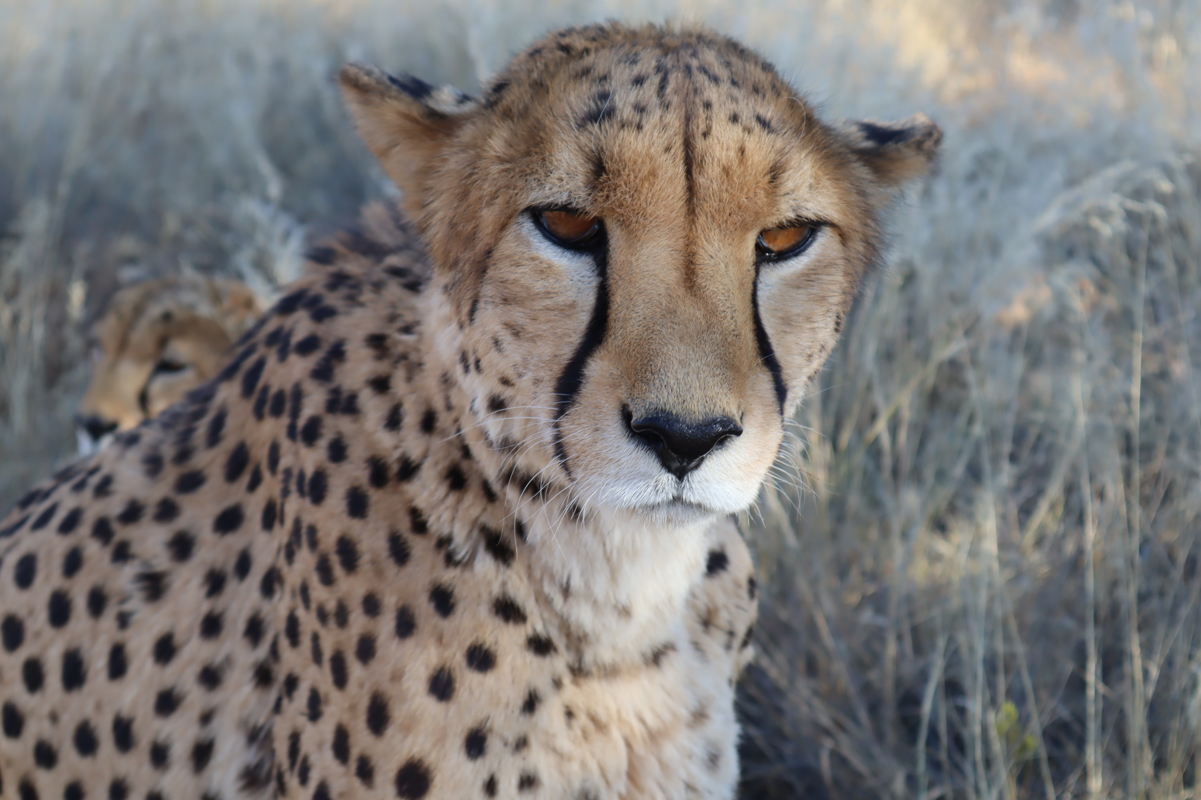 Research Poster: Academic Freedom and Censorship in Biodiversity Conservation