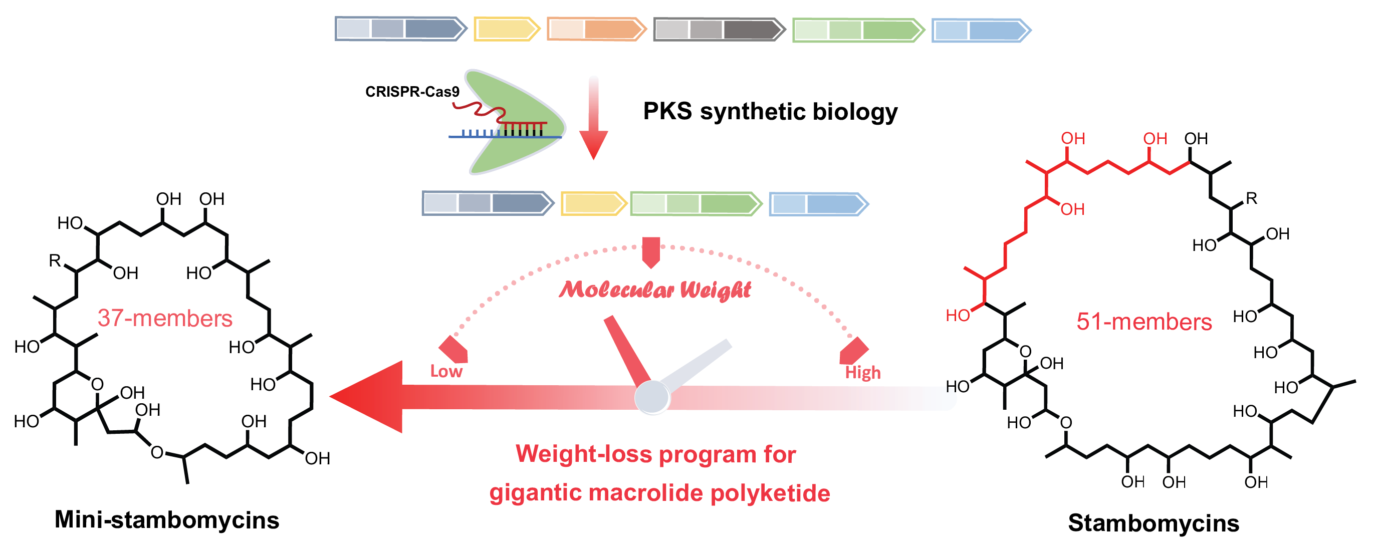A successful weight-loss program for gigantic macrolide polyketides