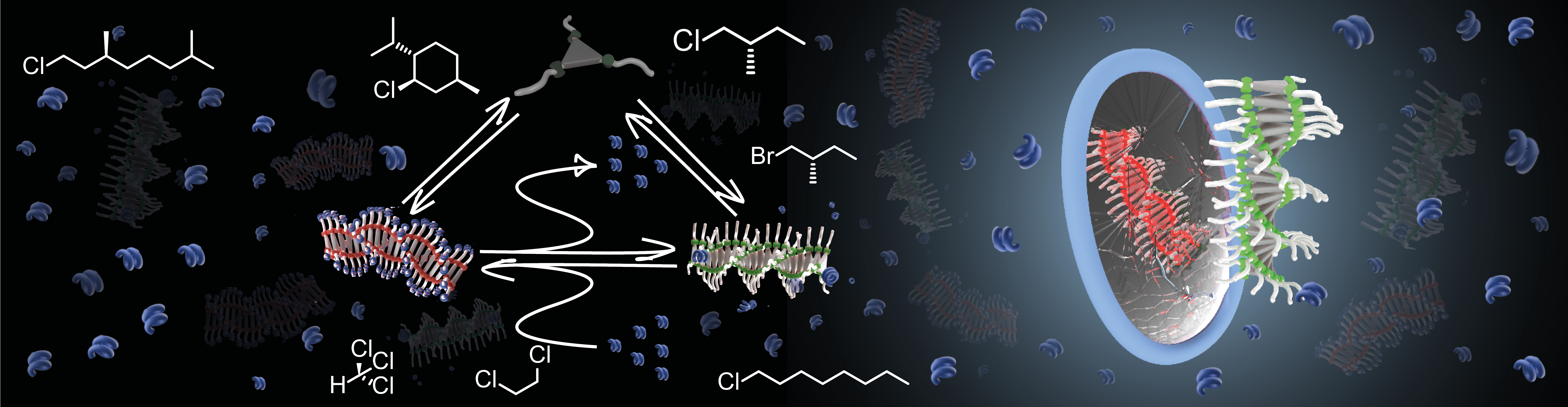 A tribute to Jacobus van ‘t Hoff: Enantiomers become diastereomers in optically active solvents.