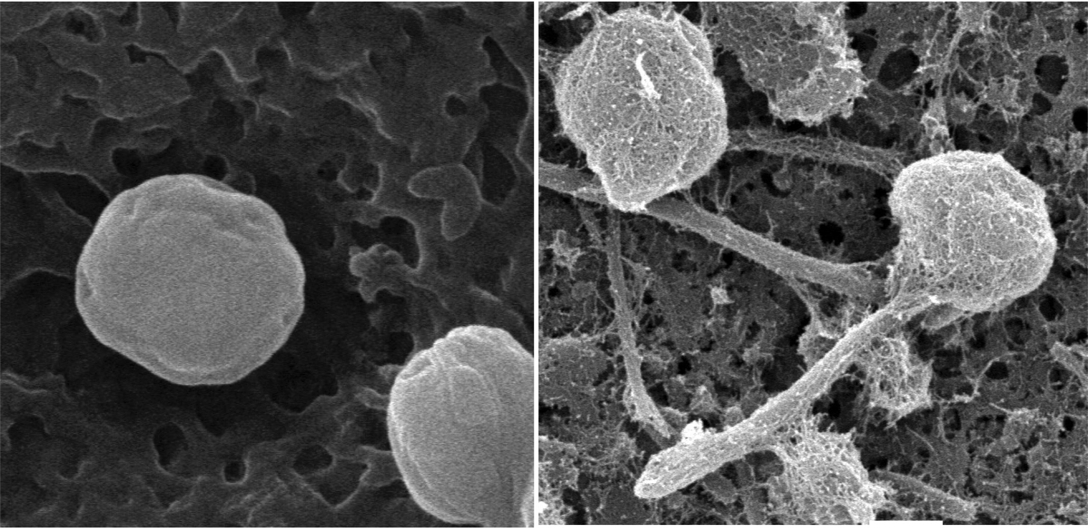 Two faces of one microalga: what Pseudoscourfieldia marina taught us about life cycles and shape-shifting cells