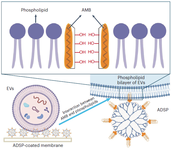 High-throughput capture and in situ protein analysis of extracellular vesicles by chemical probe-based array