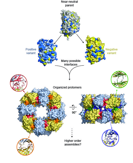 Supercharging enables organized assembly of synthetic biomolecules