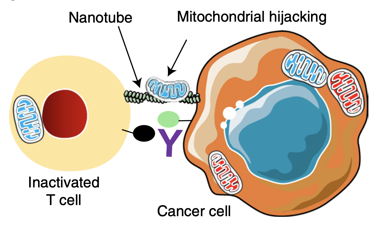 Cancer cells steal energy from the immune system by intercellular nanotubes