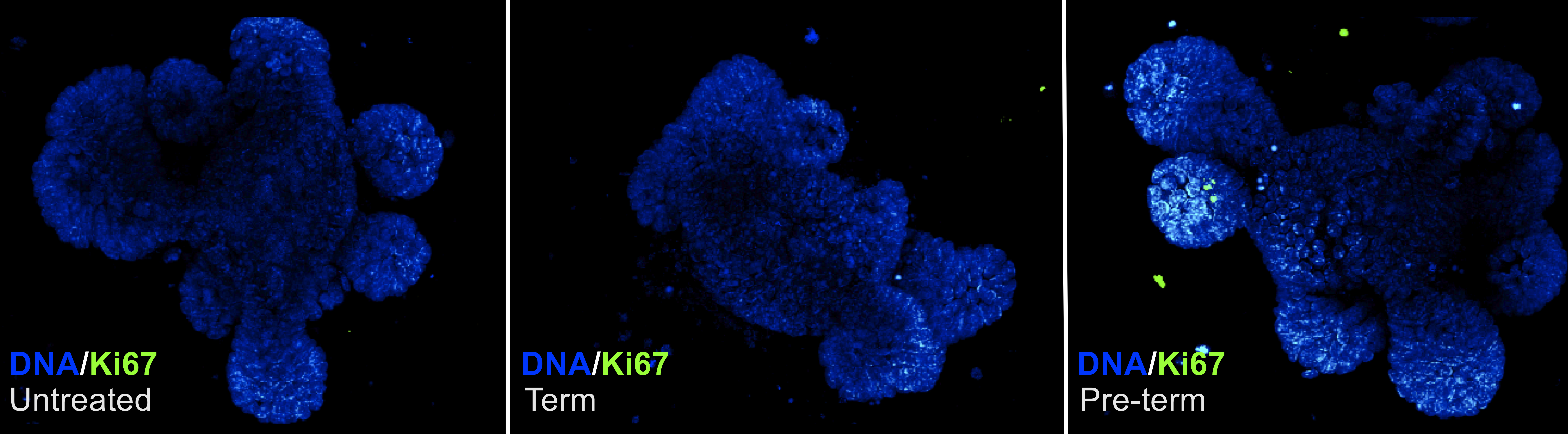 Early-life microbiota diversification facilitates enterocyte proliferation