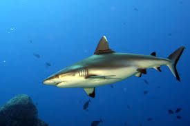 SharkAwarenessDay