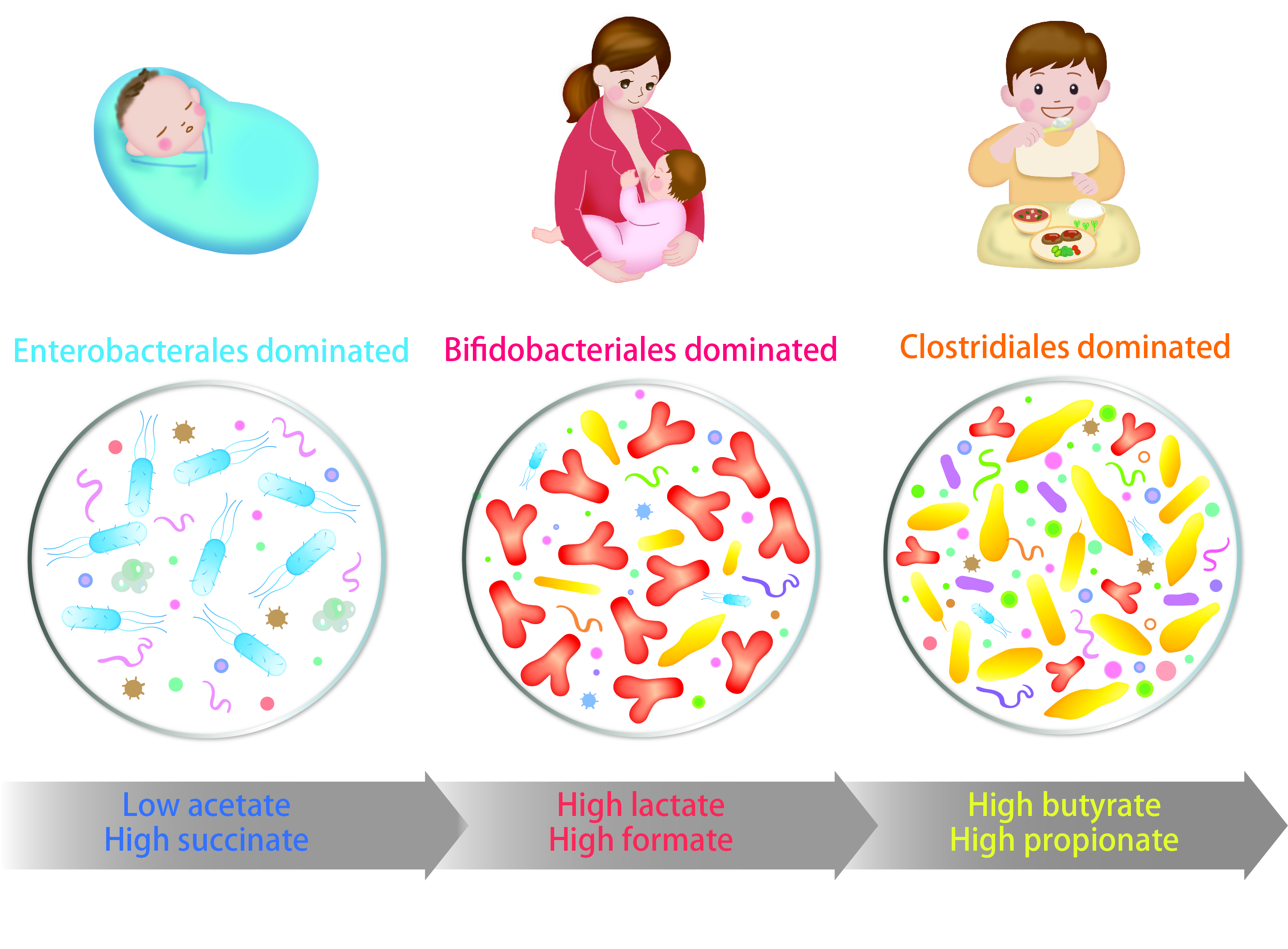 Inner workings of infant gut